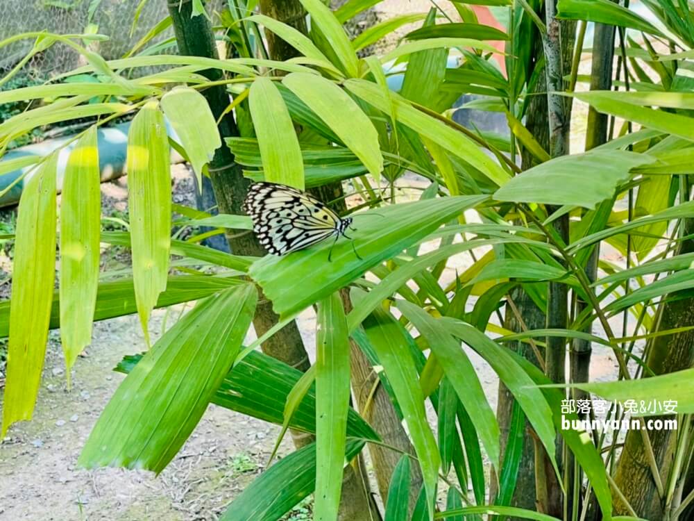 金獅湖蝴蝶園｜高雄免門票賞蝴蝶，美拍空中賞蝶步道，親子遊戲室好好玩