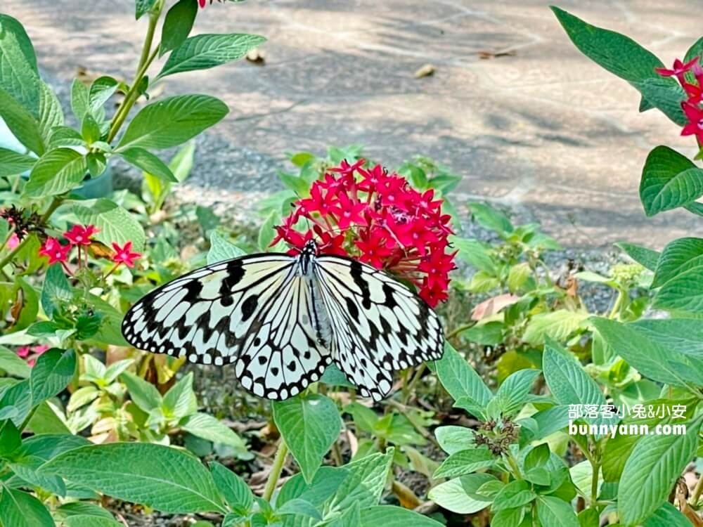 金獅湖蝴蝶園｜高雄免門票賞蝴蝶，美拍空中賞蝶步道，親子遊戲室好好玩