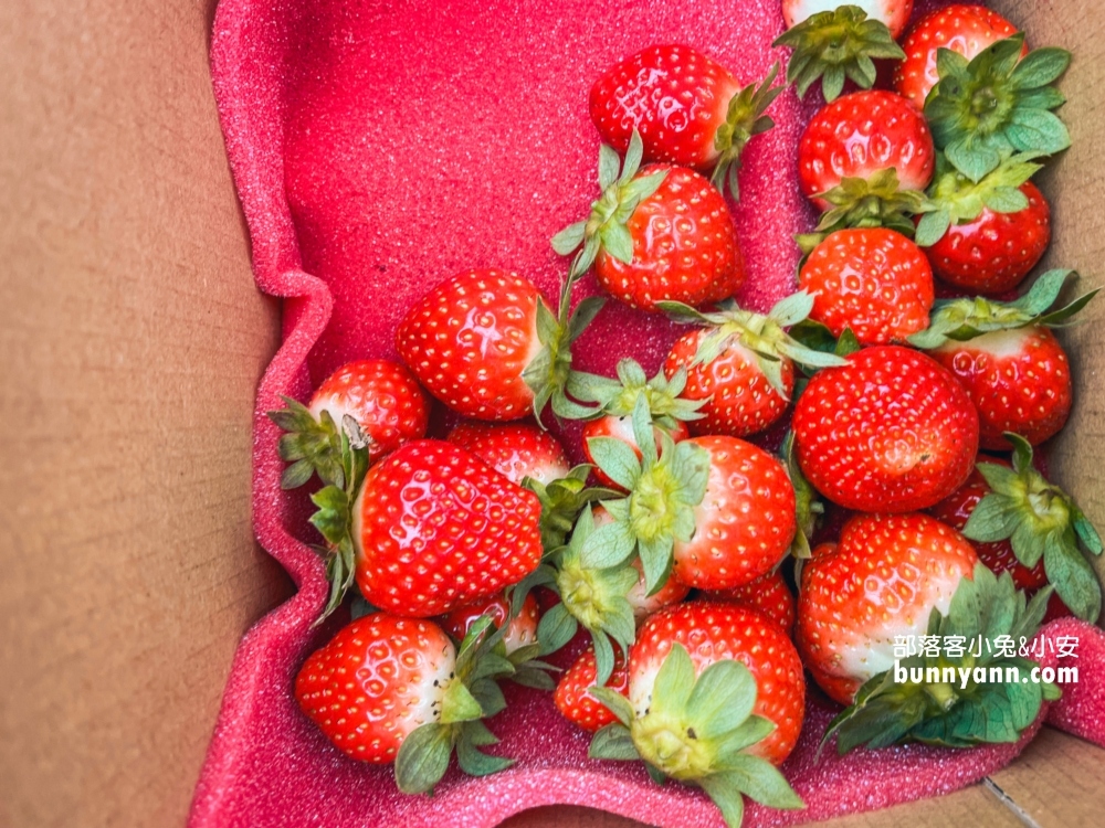 苗栗紅色琉璃瓦草莓園，草莓一斤價格曝光與開放時間
