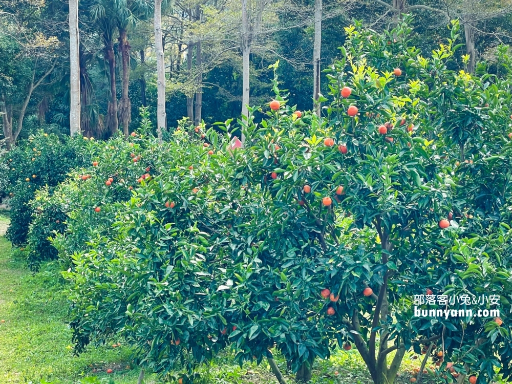 來【桔滿緣寶山農場】採橘子，百元門票不限時可以邊採邊吃