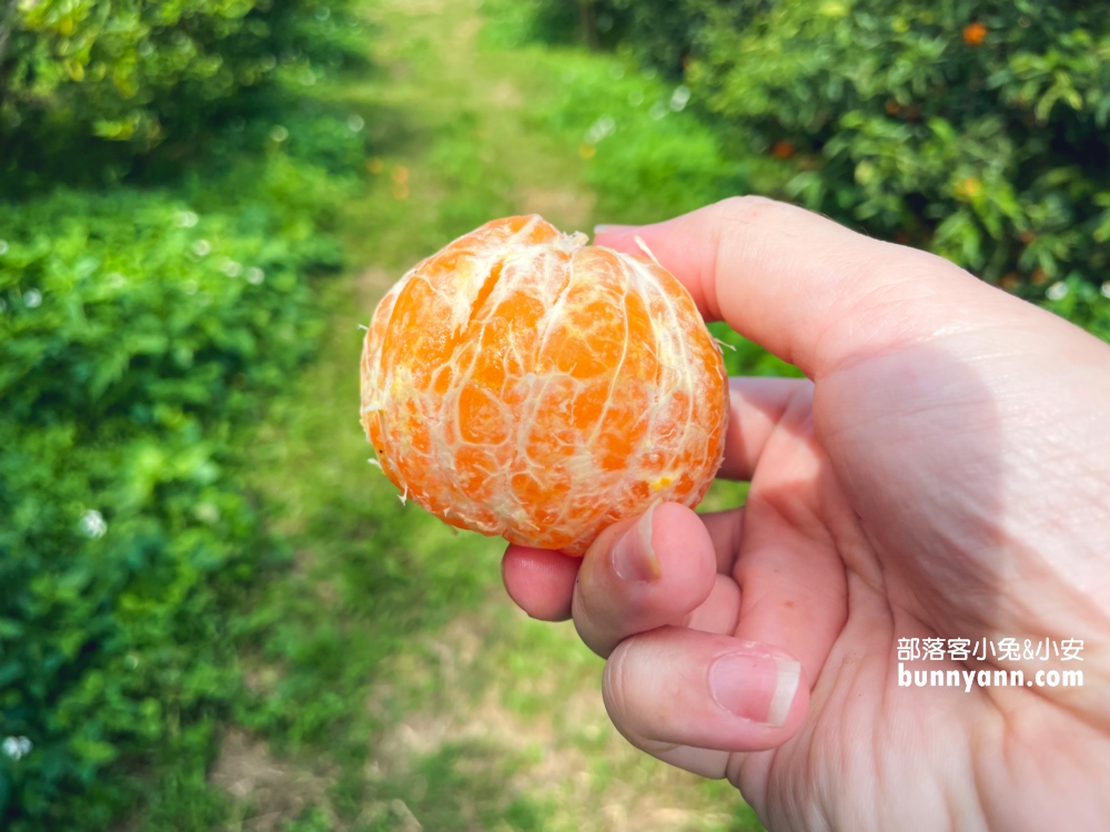 來【桔滿緣寶山農場】採橘子，百元門票不限時可以邊採邊吃