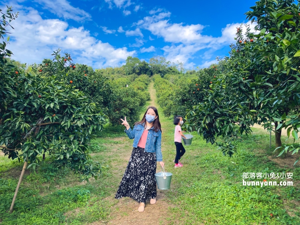 來【桔滿緣寶山農場】採橘子，百元門票不限時可以邊採邊吃