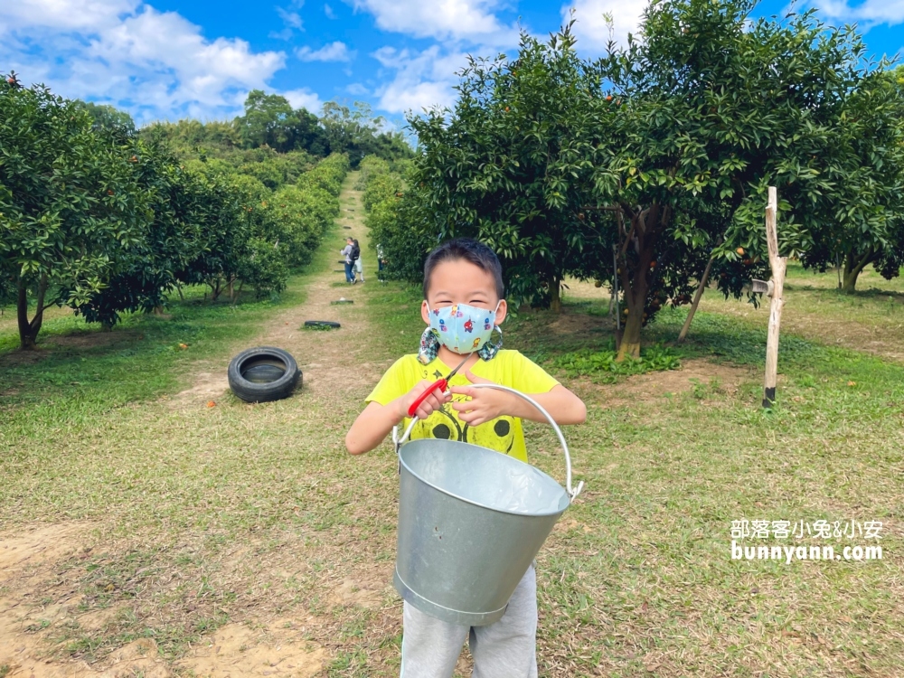 來【桔滿緣寶山農場】採橘子，百元門票不限時可以邊採邊吃