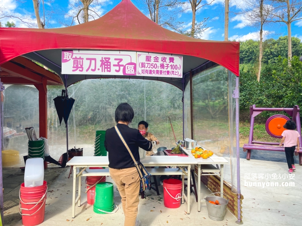 來【桔滿緣寶山農場】採橘子，百元門票不限時可以邊採邊吃