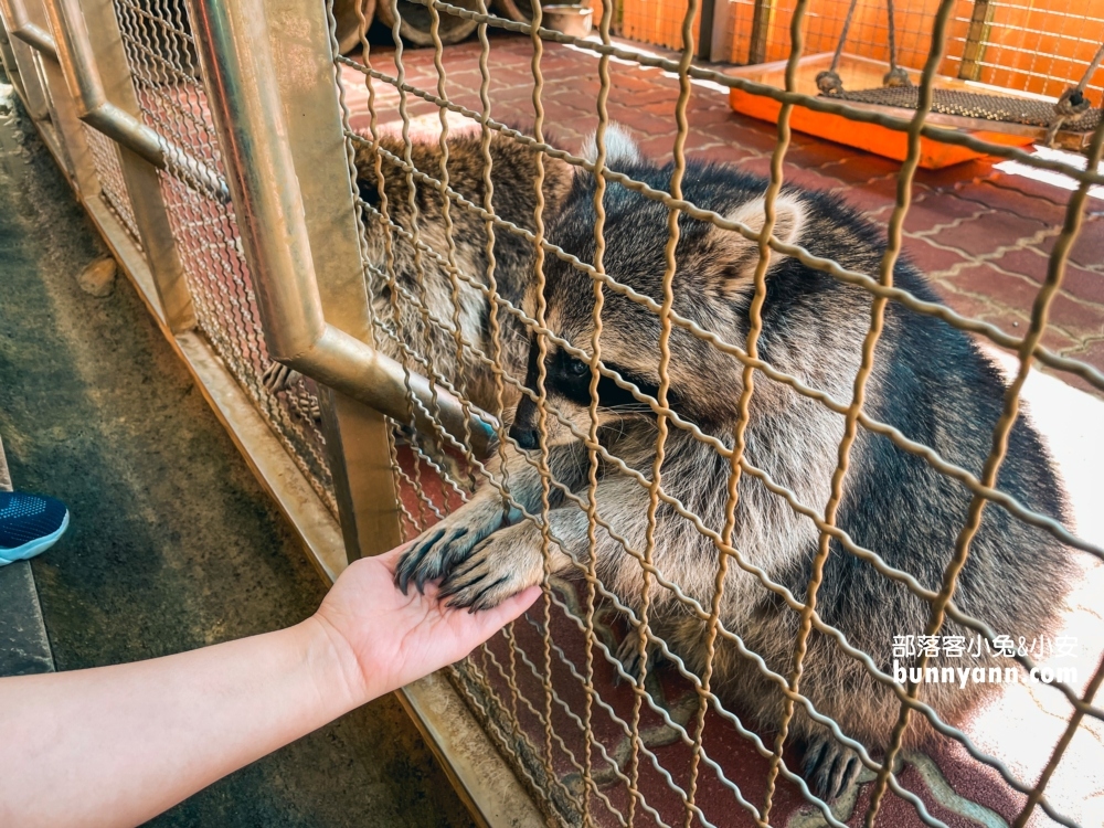 宜蘭【水鹿咖啡親子館】是咖啡店也是小型動物農場