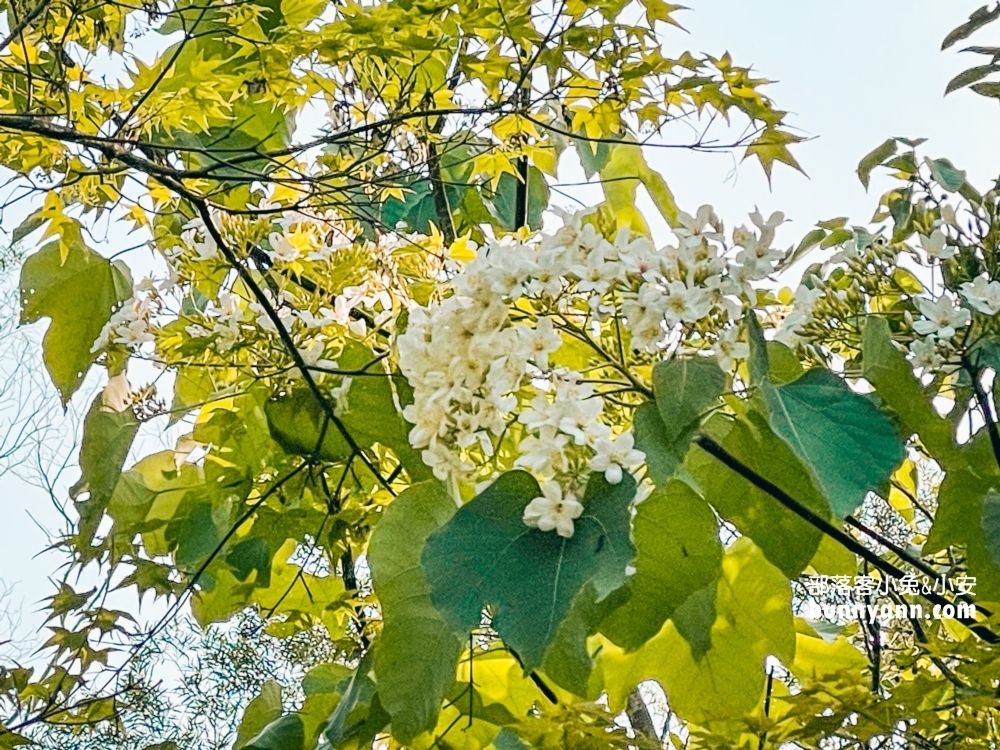 新店【二叭子植物園】來回不用一小時的輕鬆走步道!!