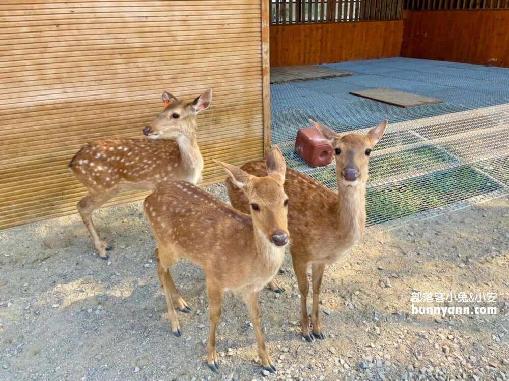 超好玩【鹿營親子農場】滑草、玩水、餵小鹿農場戶外放風半日遊