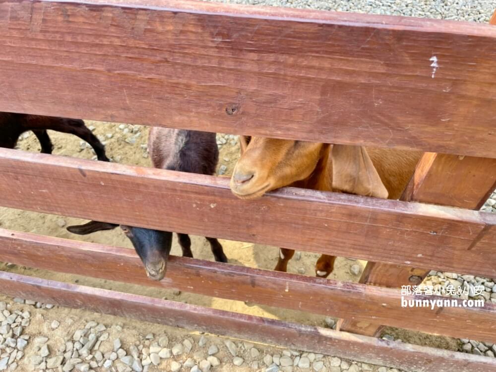 超好玩【鹿營親子農場】滑草、玩水、餵小鹿農場戶外放風半日遊