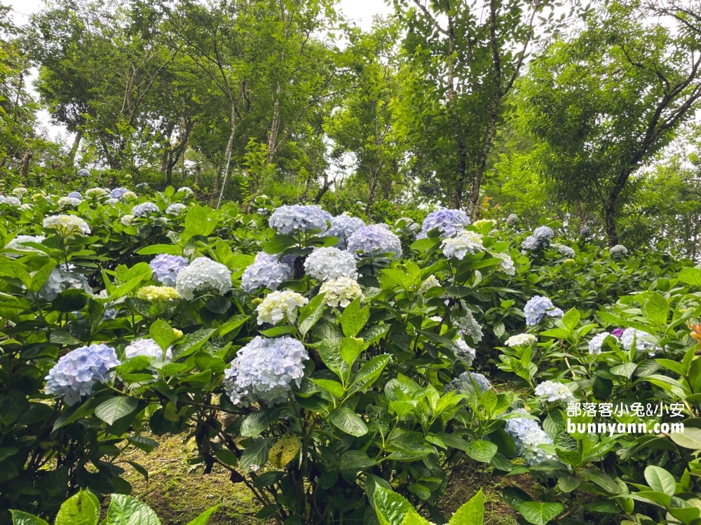 【杉林松境休閒農場】躲在南庄山區的美麗花園(門票介紹)