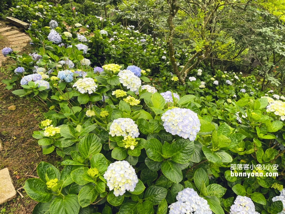 【杉林松境休閒農場】躲在南庄山區的美麗花園(門票介紹)