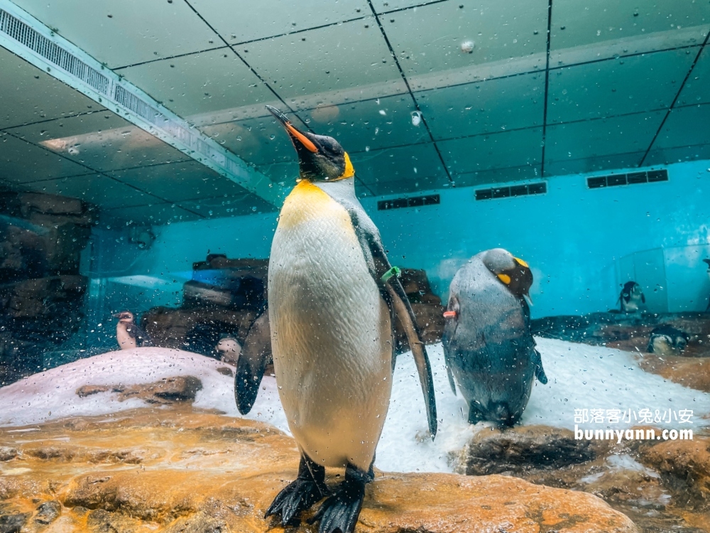 Xpark水族館企鵝