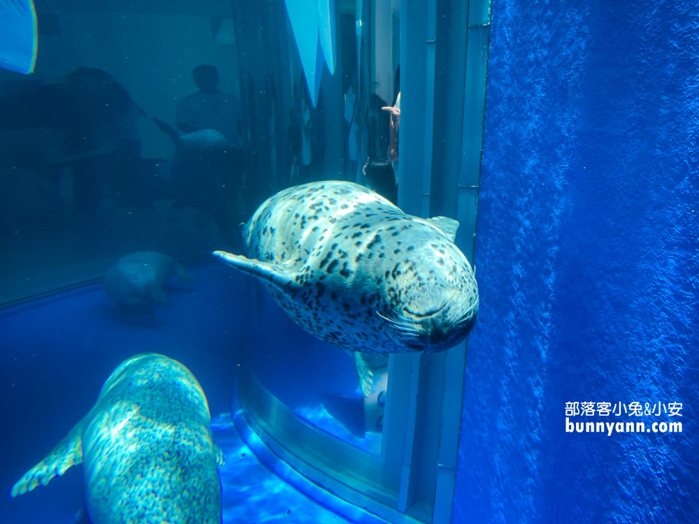 Xpark水族館海豹