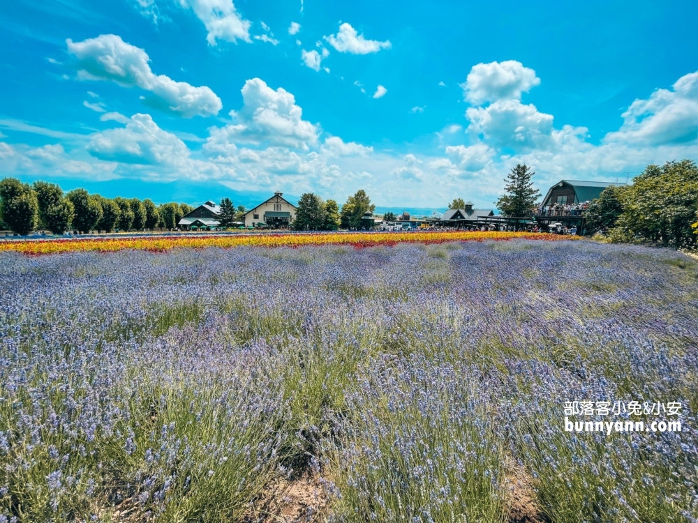 北海道富田農場