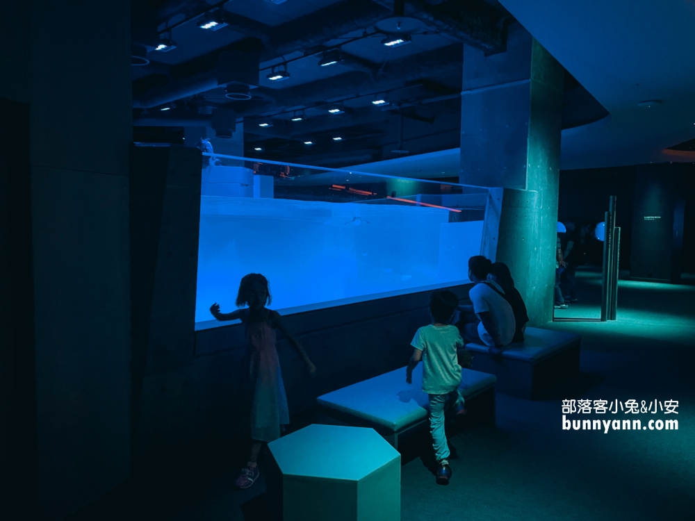 札幌水族館【AOAO SAPPORO】近距離看企鵝，還有超美城市夜景(票價)