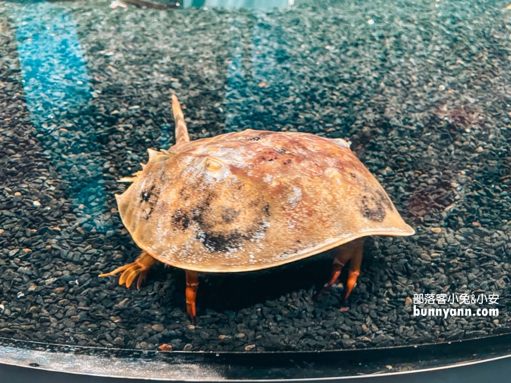 札幌水族館【AOAO SAPPORO】近距離看企鵝，還有超美城市夜景(票價)