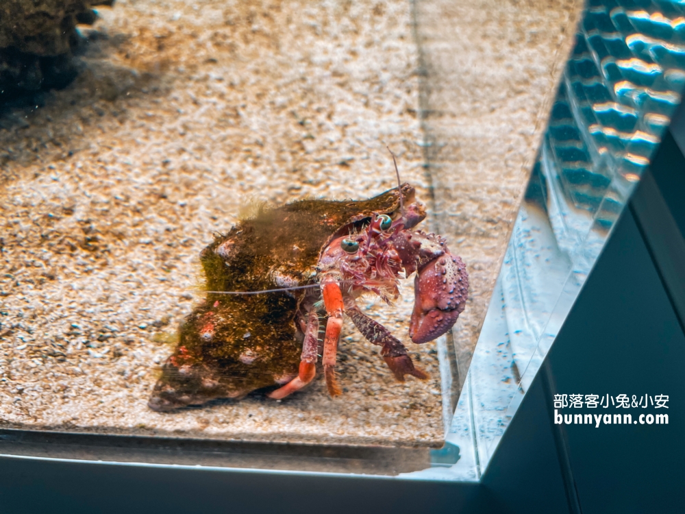 札幌水族館【AOAO SAPPORO】近距離看企鵝，還有超美城市夜景(票價)