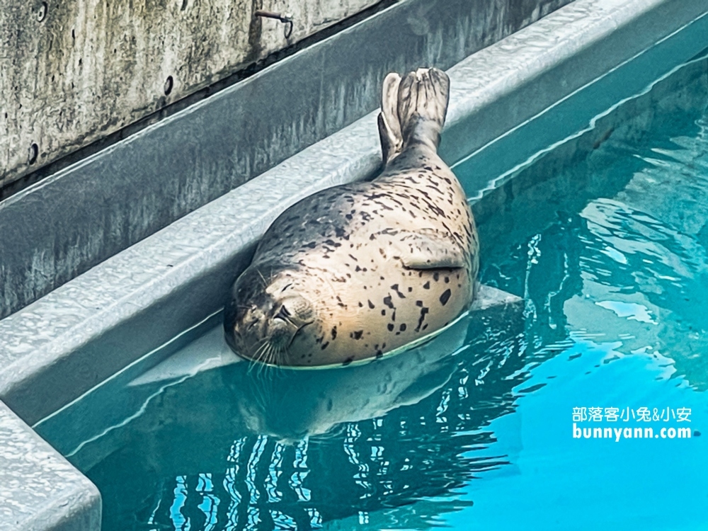 【旭山動物園】北海道企鵝散步，這樣玩旭山動物園一日遊!!