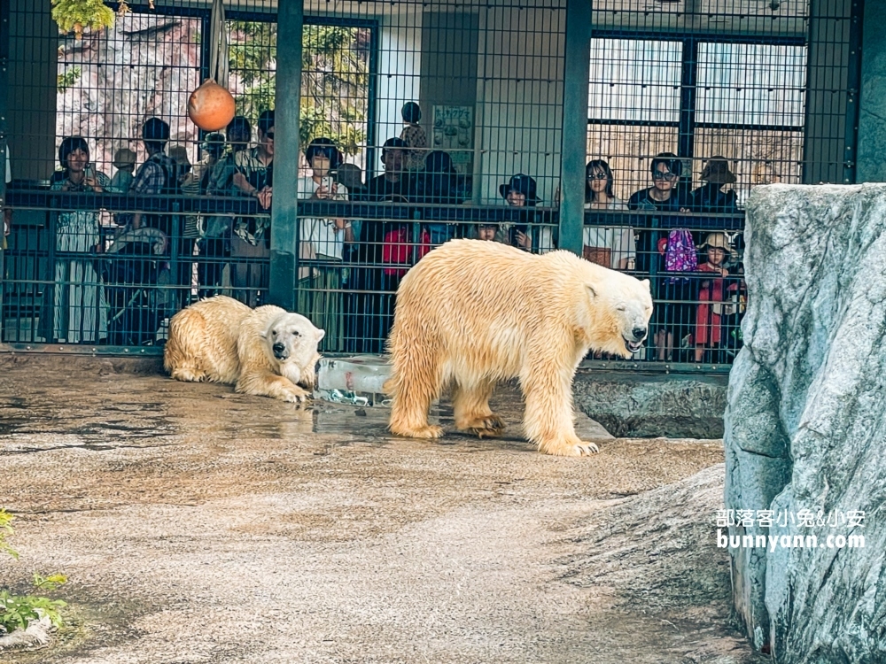 【旭山動物園】北海道企鵝散步，這樣玩旭山動物園一日遊!!