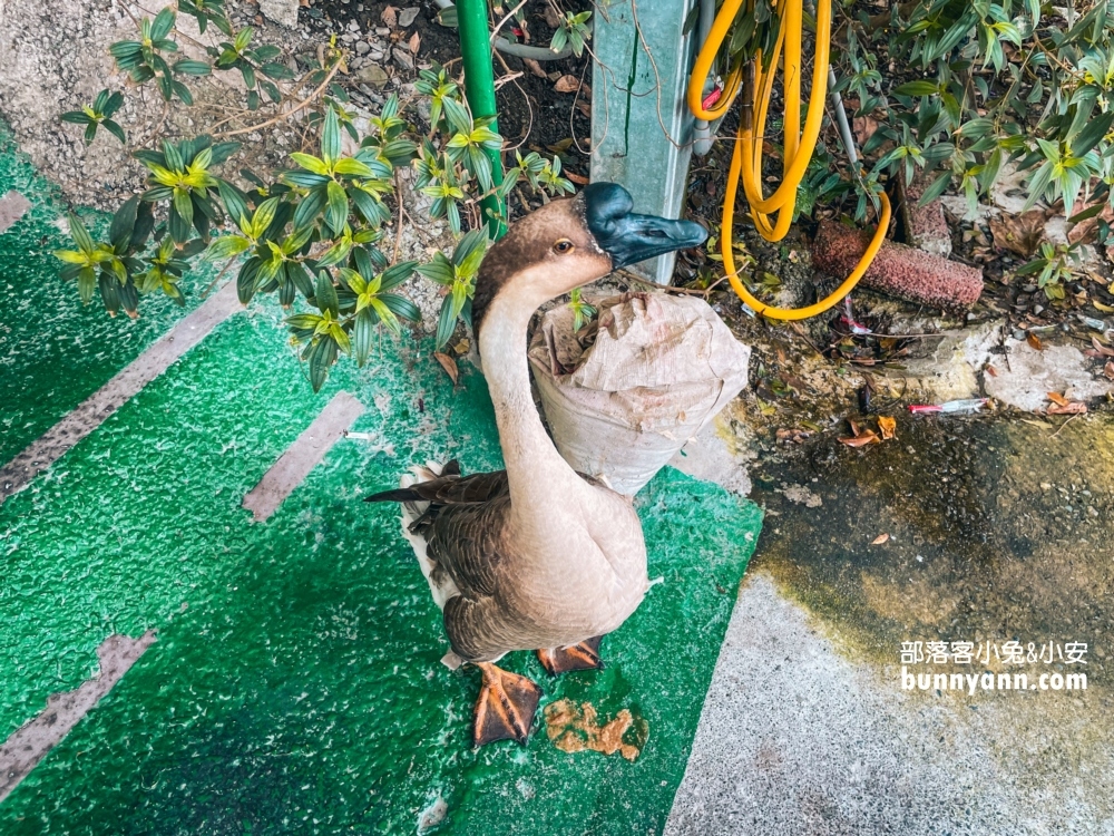 【員山美食】望龍埤鵝肉攤，20元爽吃米粉湯、切仔麵、白飯、炒米粉