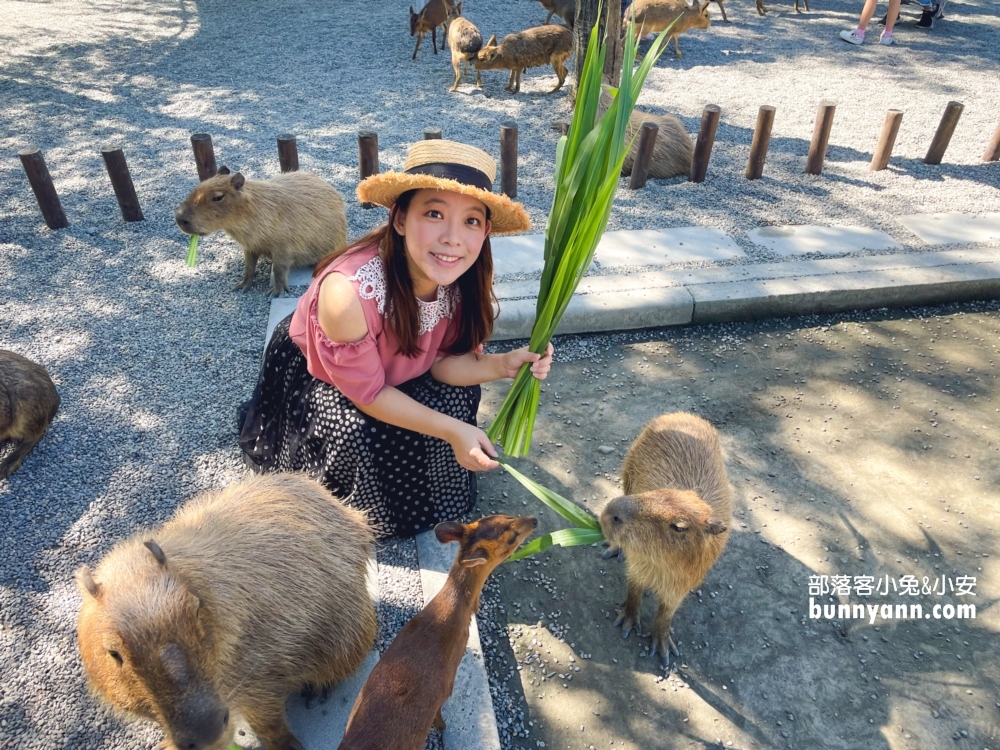 宜蘭【張美阿嬤農場】全台唯一泰迪羊，餵梅花鹿和水豚超有趣