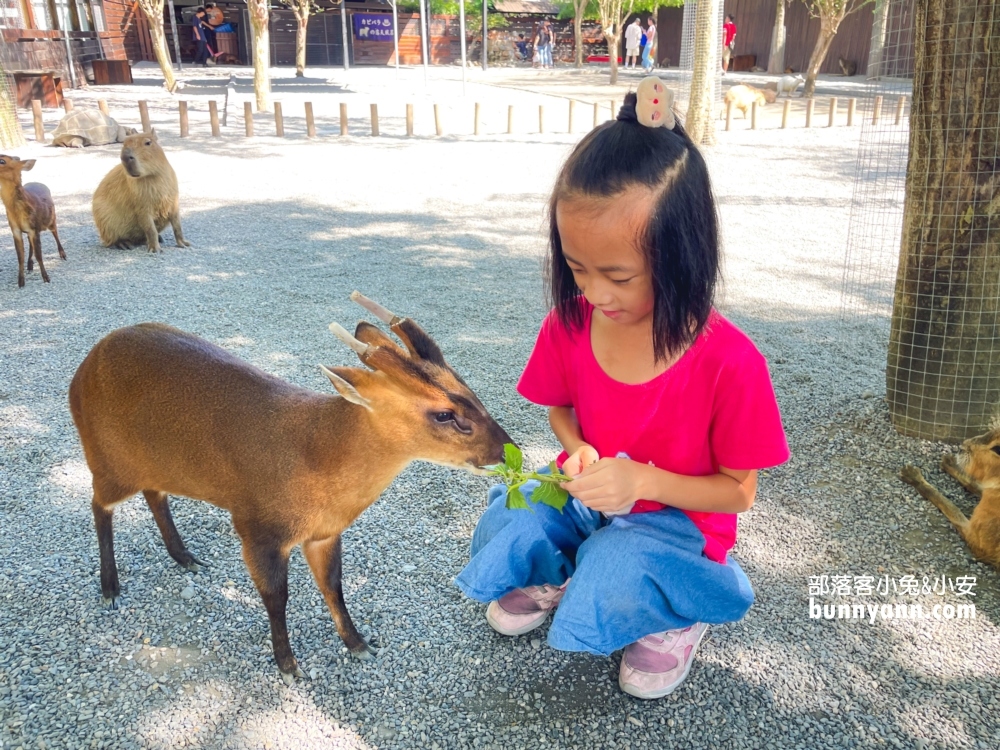 宜蘭【張美阿嬤農場】全台唯一泰迪羊，餵梅花鹿和水豚超有趣