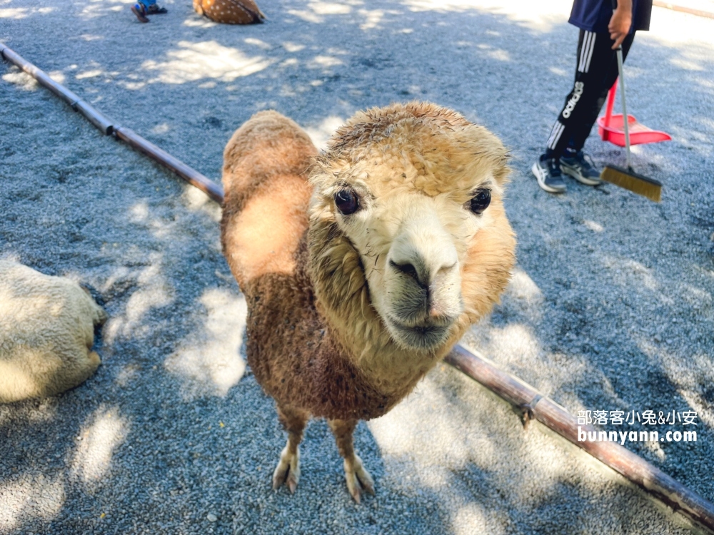 宜蘭【張美阿嬤農場】全台唯一泰迪羊，餵梅花鹿和水豚超有趣