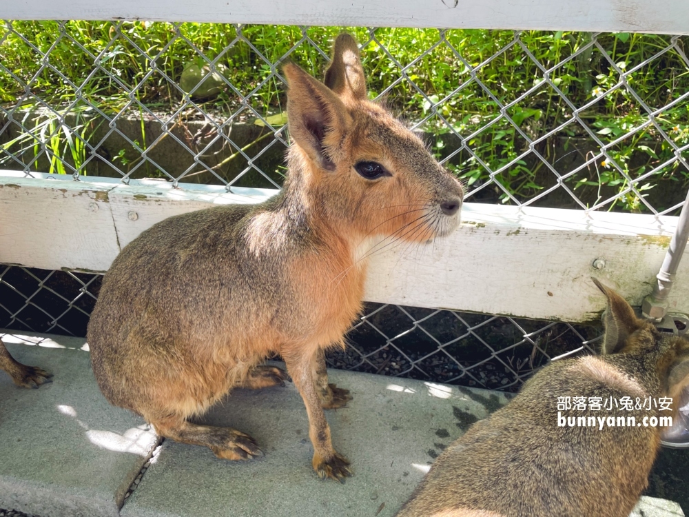 宜蘭【張美阿嬤農場】全台唯一泰迪羊，餵梅花鹿和水豚超有趣