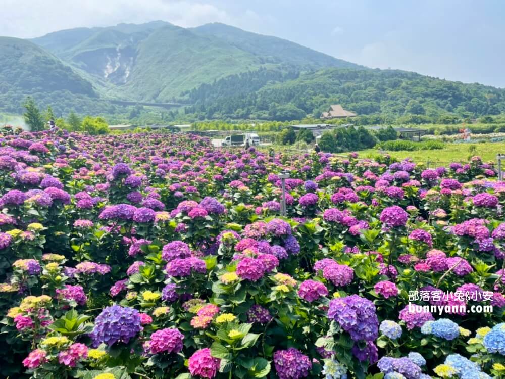 竹子湖「大賞園」繽紛繡球花田，IG打卡夢幻花海超美!!