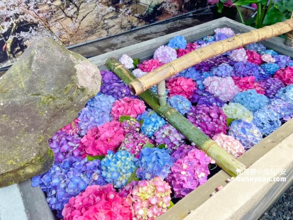 竹子湖「大賞園」繽紛繡球花田，IG打卡夢幻花海超美!!