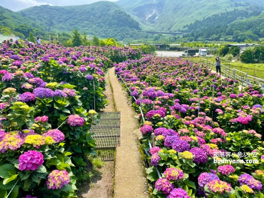 竹子湖「大賞園」繽紛繡球花田，IG打卡夢幻花海超美!!