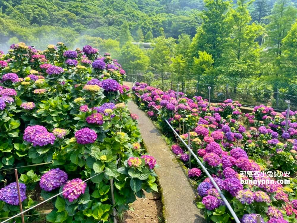 竹子湖「大賞園」繽紛繡球花田，IG打卡夢幻花海超美!!