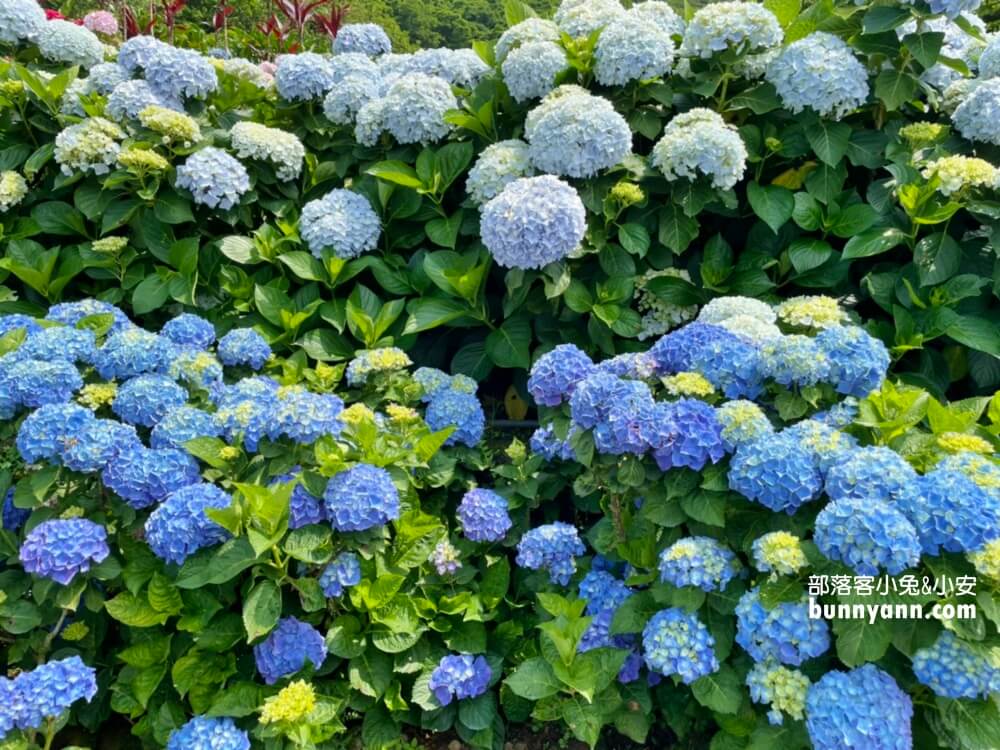 竹子湖「大賞園」繽紛繡球花田，IG打卡夢幻花海超美!!