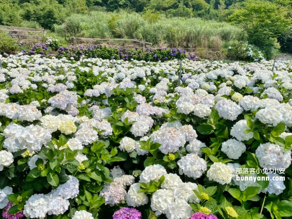 竹子湖「大賞園」繽紛繡球花田，IG打卡夢幻花海超美!!