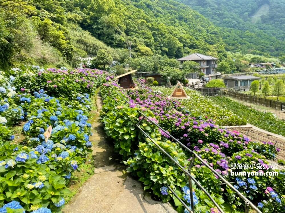 竹子湖「名陽匍休閒農莊」超美繡球花田，海芋花況介紹