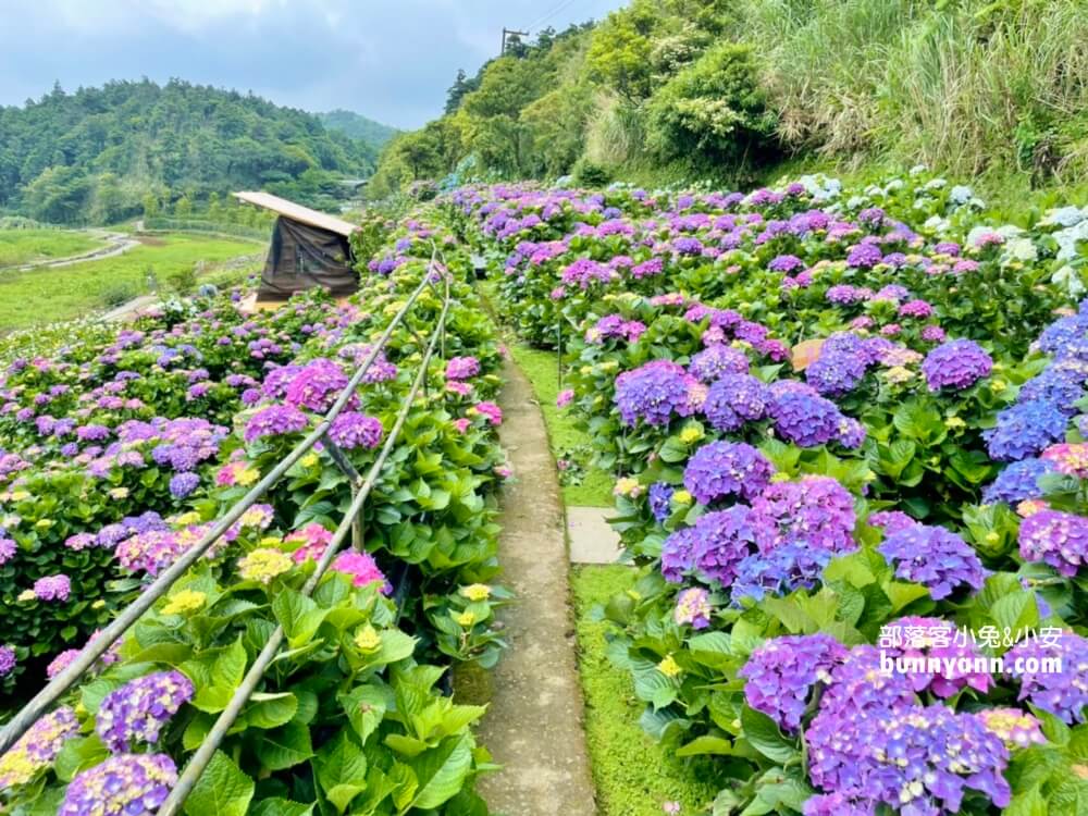 竹子湖「名陽匍休閒農莊」超美繡球花田，海芋花況介紹