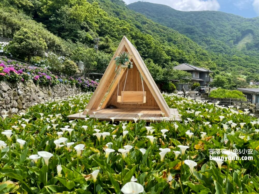 竹子湖「名陽匍休閒農莊」超美繡球花田，海芋花況介紹