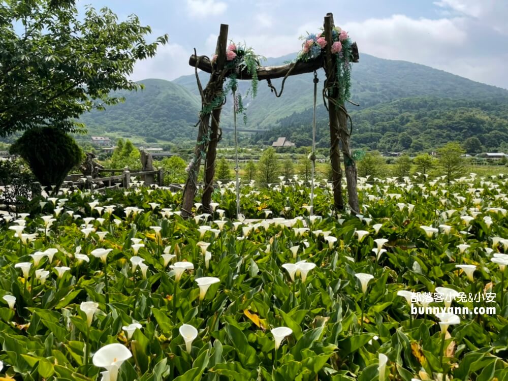 竹子湖「名陽匍休閒農莊」超美繡球花田，海芋花況介紹