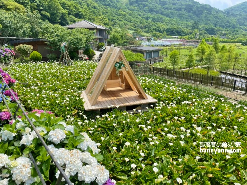 竹子湖「名陽匍休閒農莊」超美繡球花田，海芋花況介紹