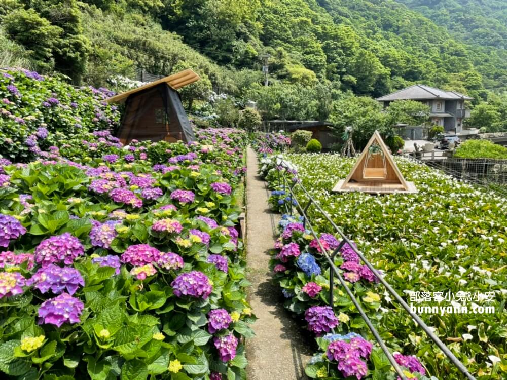 整理「竹子湖繡球花」推薦陽明山繡球花季各家花況與門票優惠