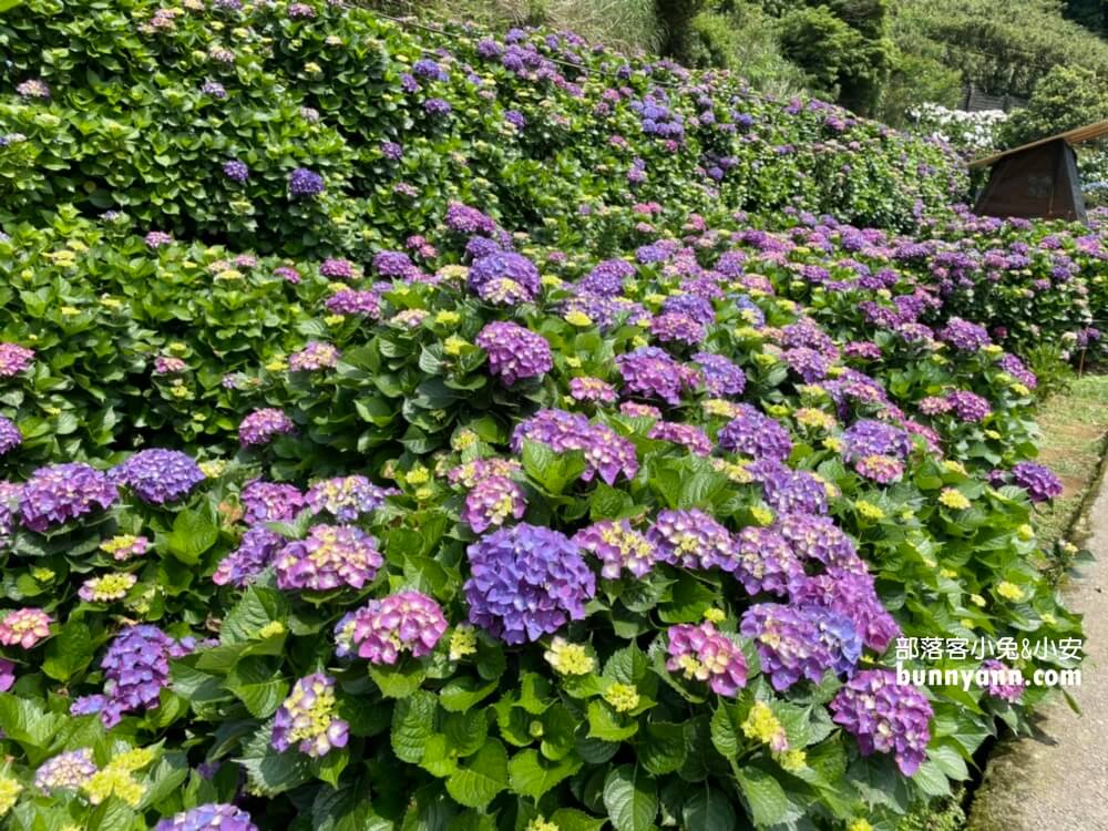 竹子湖「名陽匍休閒農莊」超美繡球花田，海芋花況介紹