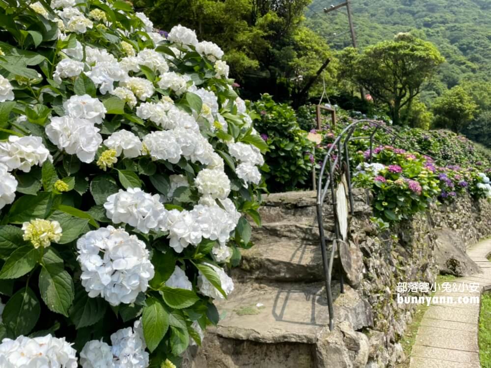 竹子湖「名陽匍休閒農莊」超美繡球花田，海芋花況介紹