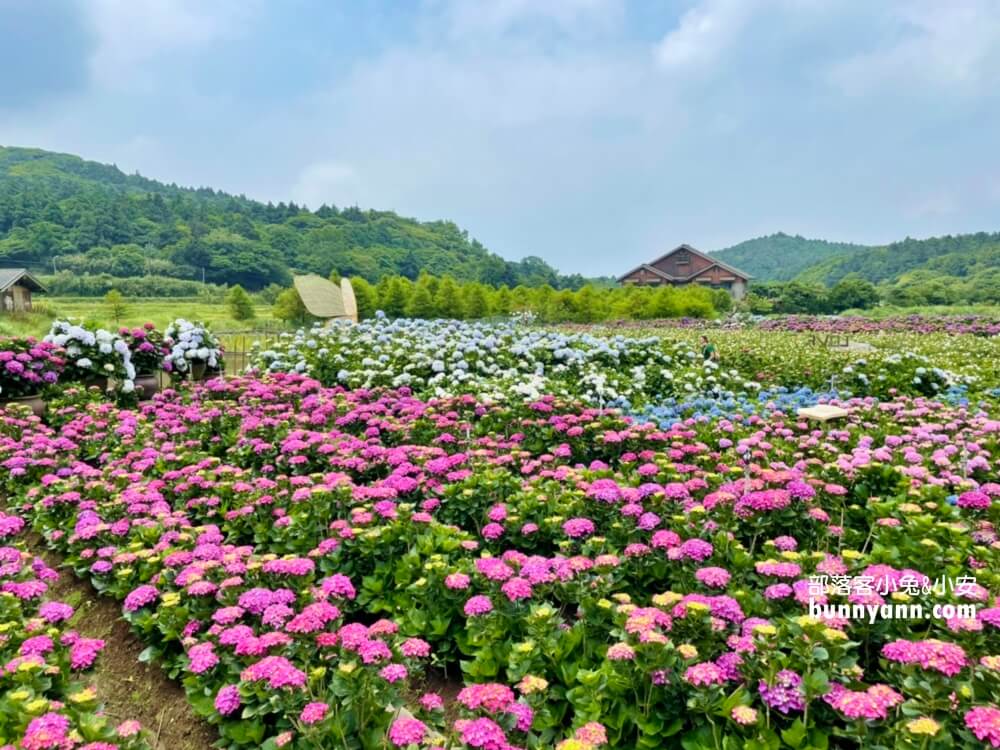 陽明山「花谷繡球花」花谷海芋園最新花況，繽紛花球綻放中