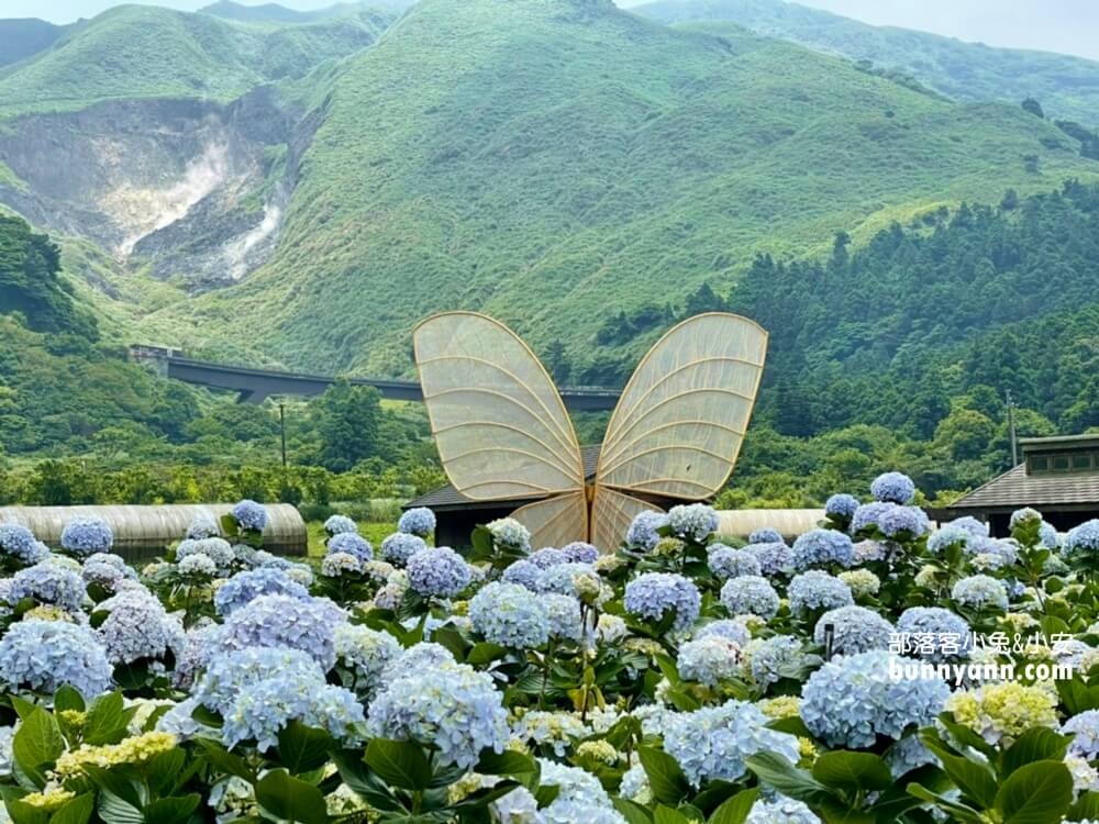 陽明山「花谷繡球花」花谷海芋園最新花況，繽紛花球綻放中