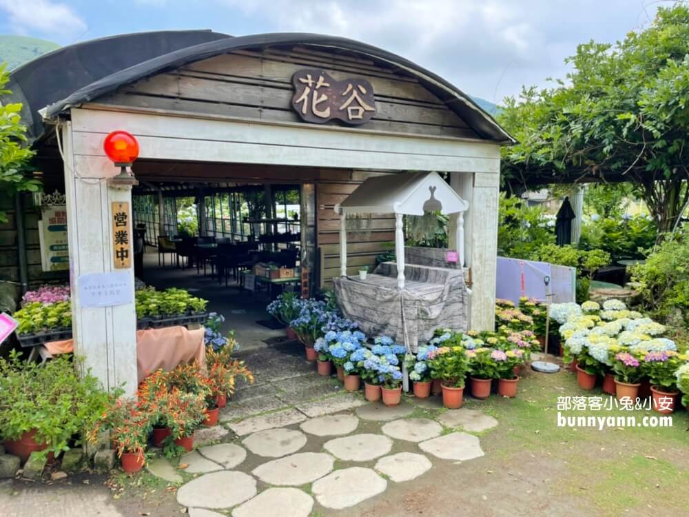 陽明山「花谷繡球花」花谷海芋園最新花況，繽紛花球綻放中