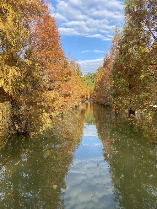 苗栗三灣落羽松秘境，漸層色水上落羽松林，美如仙境般夢幻之景~