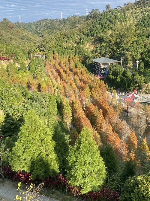 苗栗三灣落羽松秘境，漸層色水上落羽松林，美如仙境般夢幻之景~