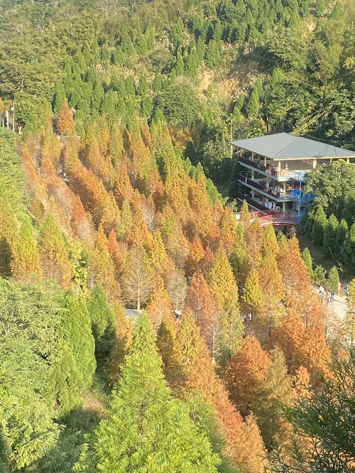 苗栗三灣落羽松秘境，漸層色水上落羽松林，美如仙境般夢幻之景~