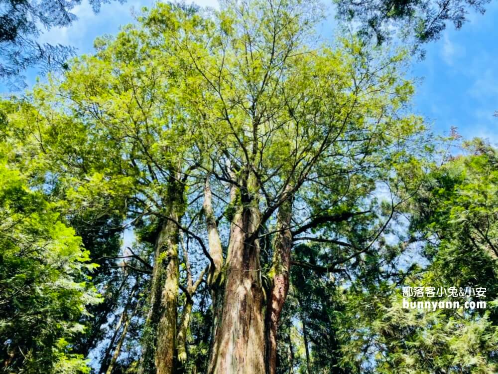 嘉義「阿里山國家森林遊樂區」暢遊山上公園，門票、交通、玩多久全打包。