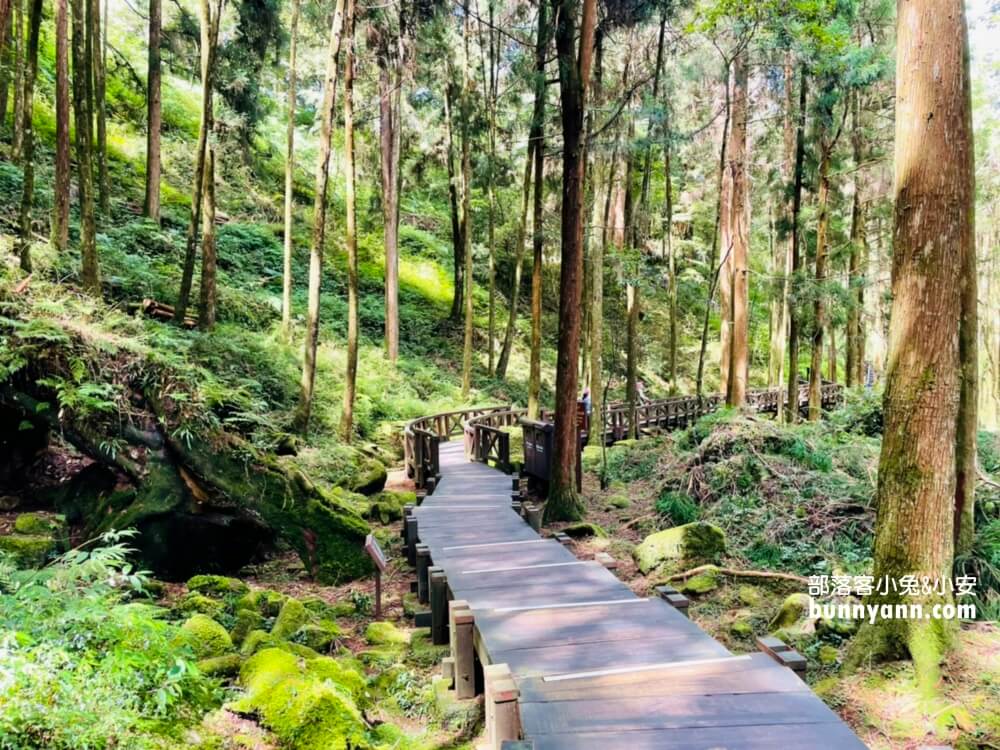 嘉義「阿里山國家森林遊樂區」暢遊山上公園，門票、交通、玩多久全打包。