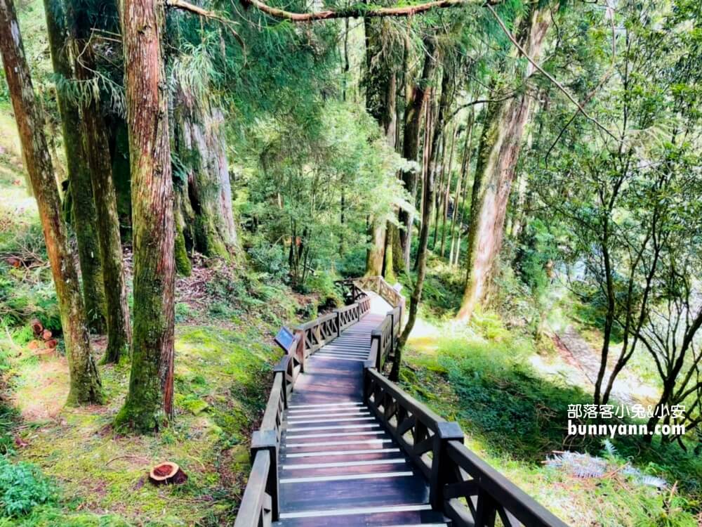 嘉義「阿里山國家森林遊樂區」暢遊山上公園，門票、交通、玩多久全打包。